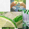 GREEN CRUSH
